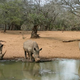 Illustration for article titled Devastating: The World Wildlife Fund Just Announced That There Are Only Three White Rhinos Left And One Of Them Sucks